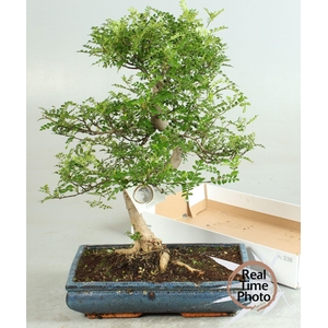 BONSAI GEM