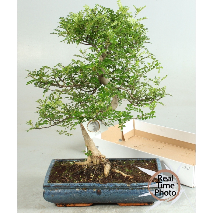 <h4>BONSAI GEM</h4>