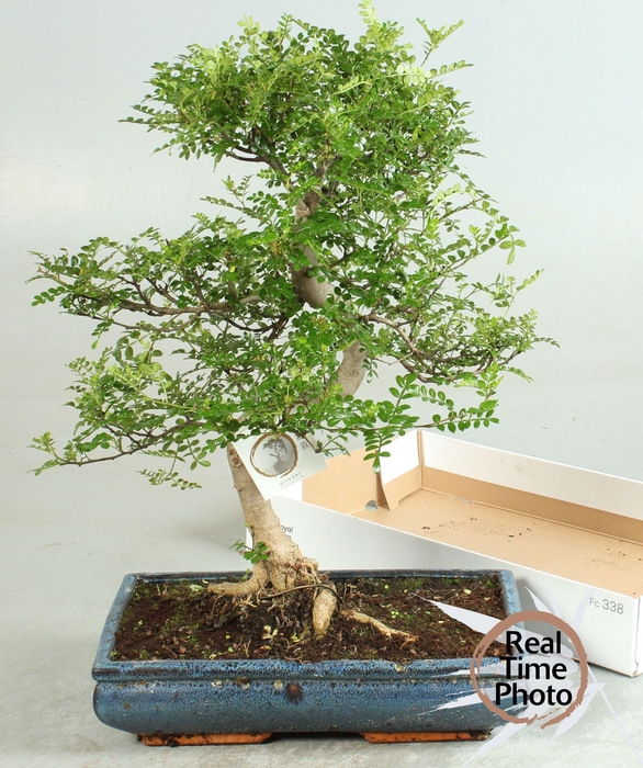 <h4>BONSAI GEM</h4>