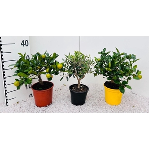 Algarve Mix Citrus & Olea medi-stem