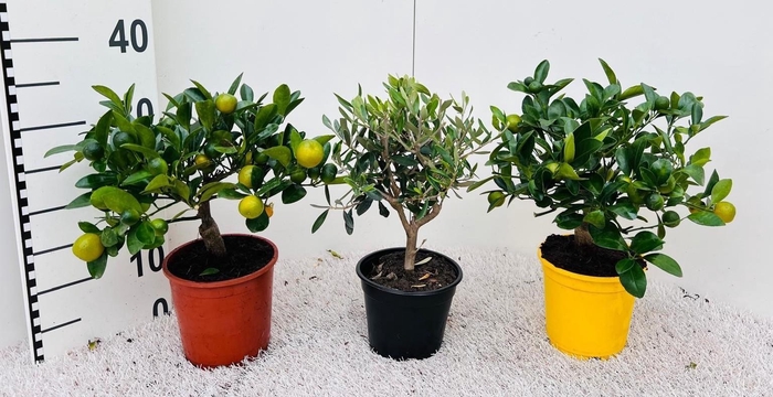 Algarve Mix Citrus & Olea medi-stem