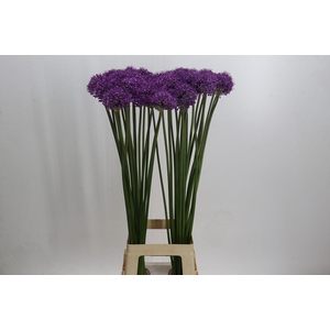 Allium Stratos