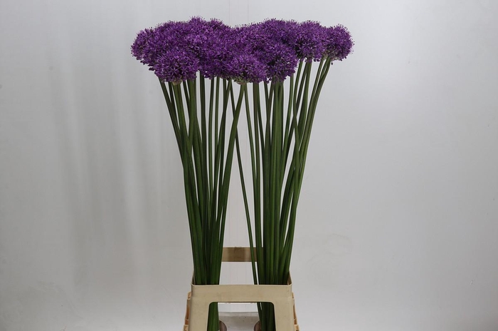 <h4>Allium Stratos</h4>