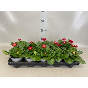 Bellis perennis 'Belladaisy Red'