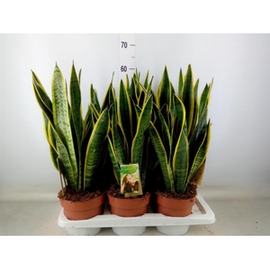 Sansevieria trifa. 'Laurentii'