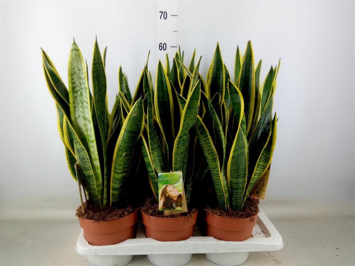 <h4>Sansevieria trifa. 'Laurentii'</h4>