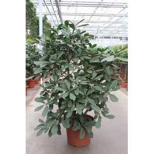 Ficus Cyathistipula