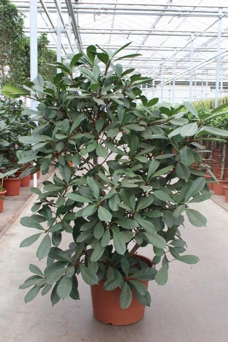 <h4>Ficus Cyathistipula</h4>