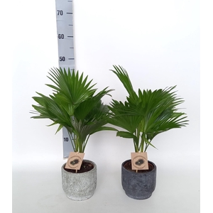 LIVISTONA ROTUNDIFOL