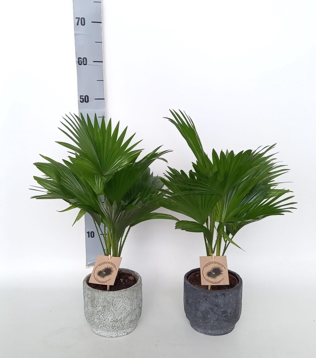 <h4>LIVISTONA ROTUNDIFOL</h4>