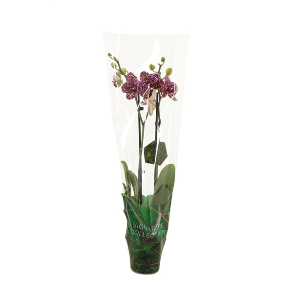 <h4>Signature Phal Wildcat 2T16+</h4>