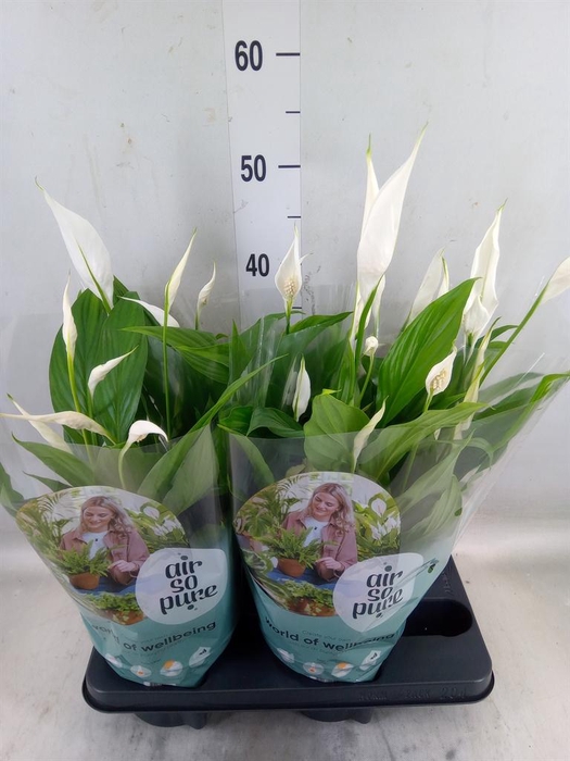 <h4>Spathiphyllum  'Pearl Cupido'</h4>