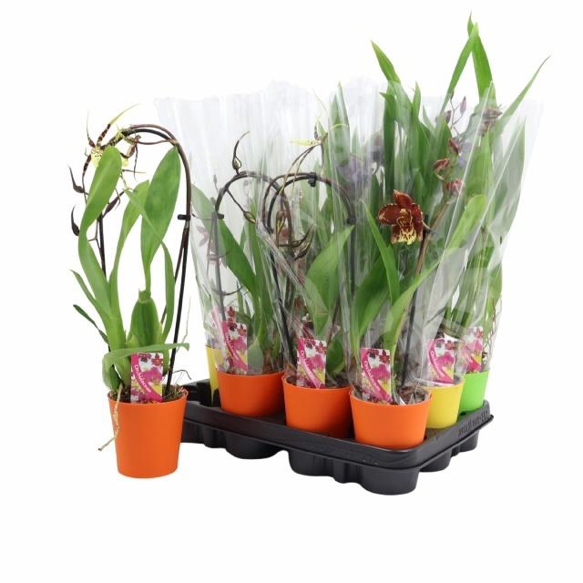 <h4>ORCHIDEEEN GEM</h4>