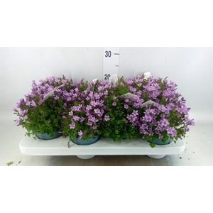 Campanula  'Ambella Pink'