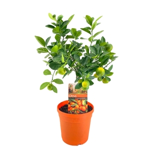 Citrus calamondin