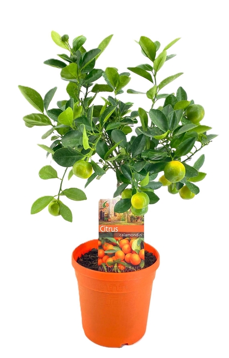 <h4>Citrus calamondin</h4>