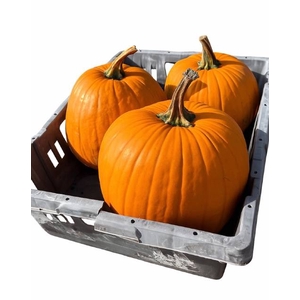 CUC HALLOWEEN