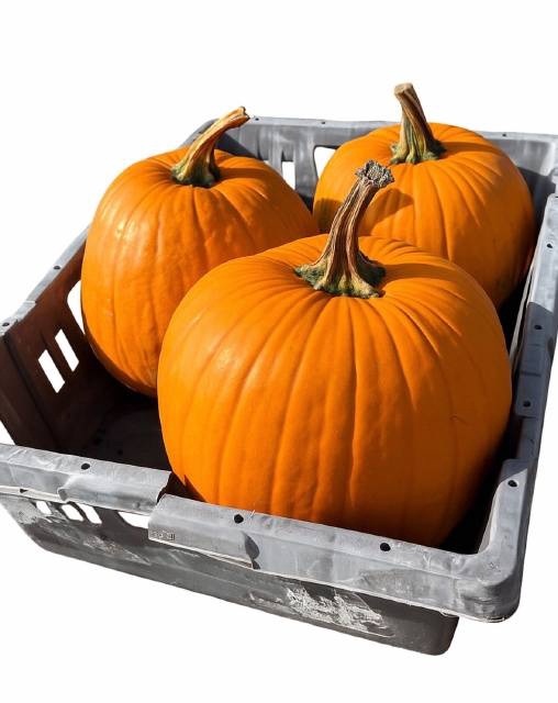 <h4>CUC HALLOWEEN</h4>