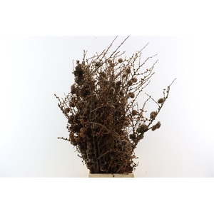 Larix Cone Bunch 70cm