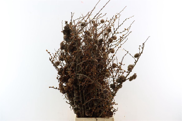 <h4>Larix Cone Bunch 70cm</h4>