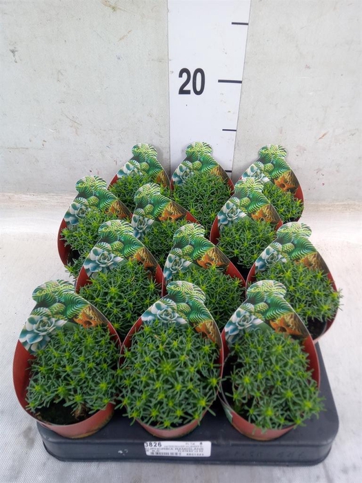 <h4>Euphorbia   ...</h4>
