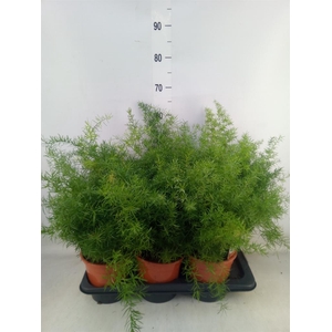 Asparagus dens. 'Sprengeri'