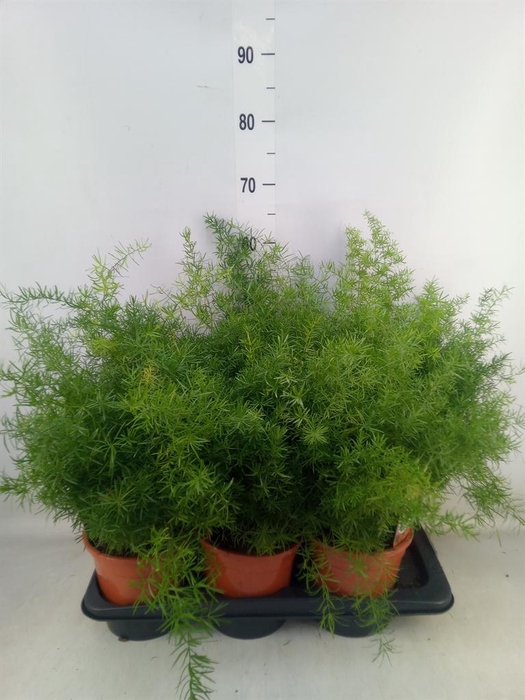 <h4>Asparagus dens. 'Sprengeri'</h4>