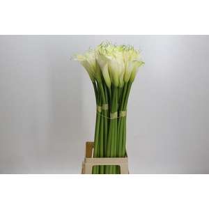 Zantedeschia Eydolls White