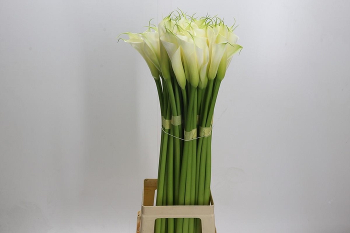 <h4>Zantedeschia Eydolls White</h4>