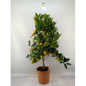 Citrus   ...