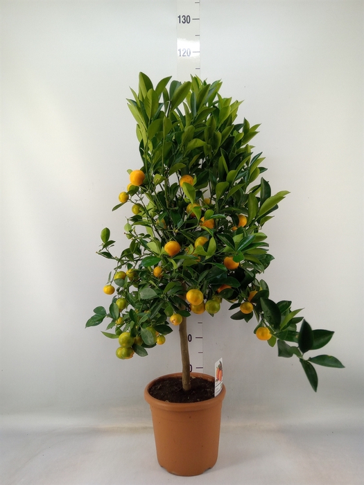 <h4>Citrus   ...</h4>