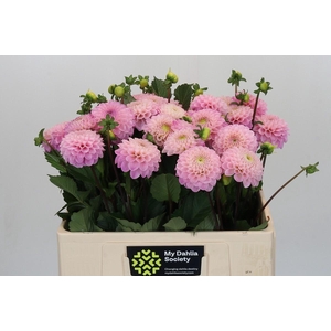 Dahlia Wizard of Oz