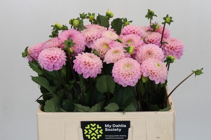 <h4>Dahlia Wizard of Oz</h4>