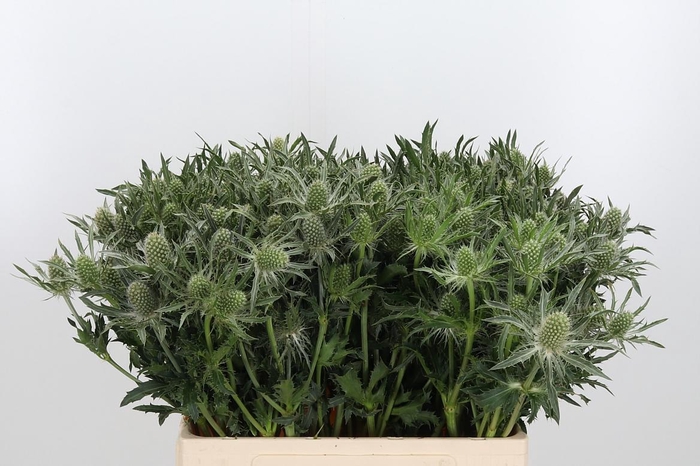 <h4>Eryn White Star</h4>