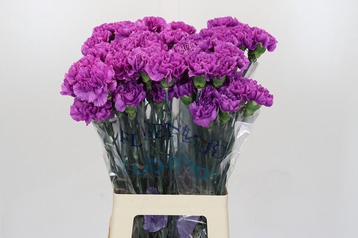 <h4>Dianthus St Florigene Moonlite</h4>