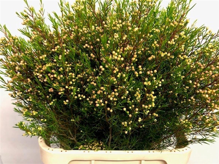 <h4>Chame Un Umbrella</h4>