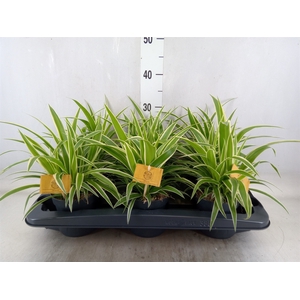 Chlorophytum com. 'Ocean'