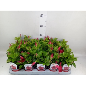Mandevilla sand. 'Rio Deep Red'