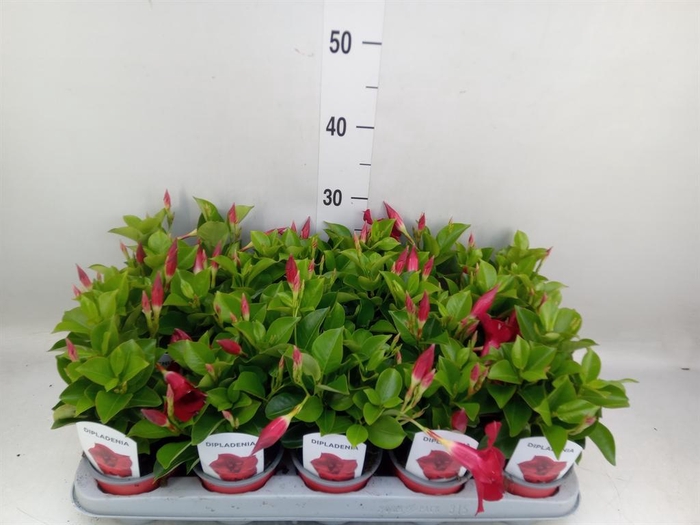 <h4>Mandevilla sand. 'Rio Deep Red'</h4>