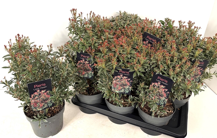 <h4>PIERIS JA L HEATH</h4>