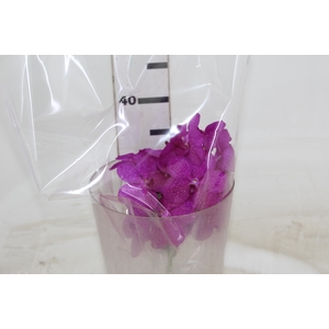 FLOR DE VANDA PINK