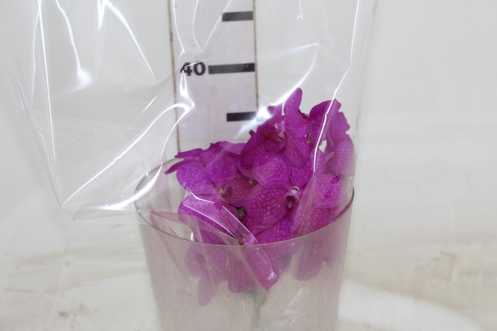 <h4>FLOR DE VANDA PINK</h4>