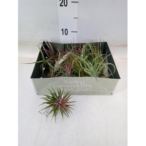 Tillandsia