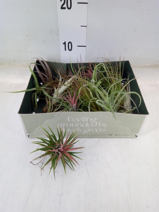<h4>Tillandsia</h4>