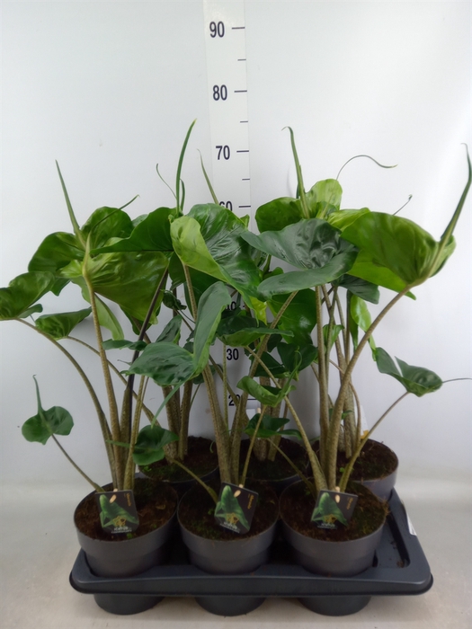 <h4>Alocasia macrorrhiza 'Stingray'</h4>