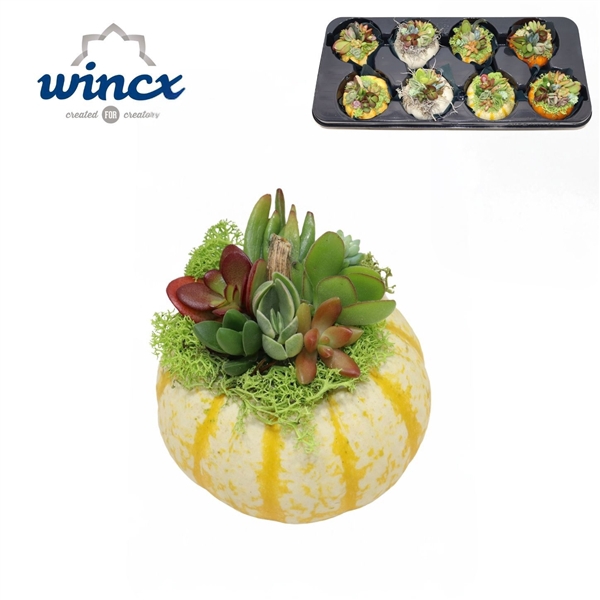 <h4>Concepts® - Succulent Pumpkin (M) Arrangement Mix</h4>