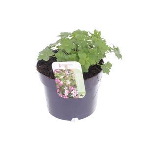 Geranium endressii Wargrave Pink