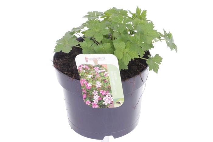 <h4>Geranium endressii Wargrave Pink</h4>