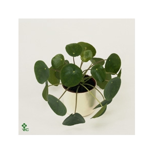 PILEA PEPEROMOIDES
