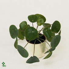 <h4>PILEA PEPEROMOIDES</h4>